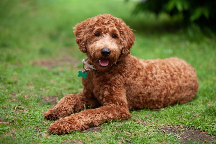 Cute brown Labradoodle lying down the grass